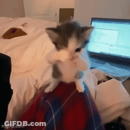 A Kitten Is Sitting On Someone 'S Lap In Front Of A Laptop Computer GIF