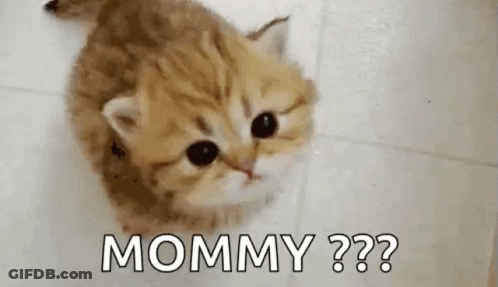 A Kitten Is Sitting On The Floor And Looking Up At The Camera While Saying `` Mommy '' . GIF