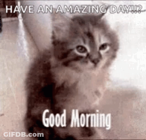 A Kitten Is Sitting On The Floor And Says `` Have An Amazing Day ! `` GIF