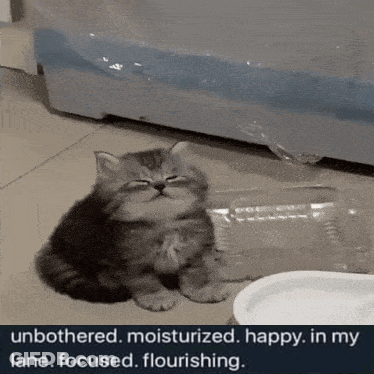 A Kitten Is Sitting On The Floor Next To A Plastic Container And A Plate . GIF