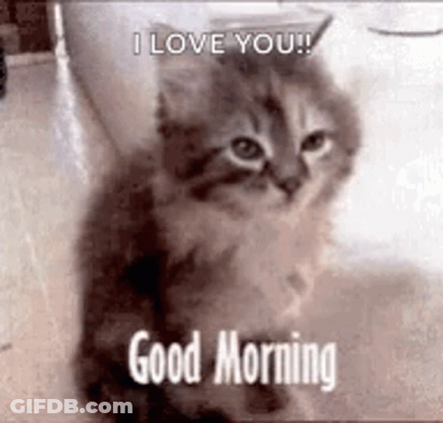 A Kitten Is Sitting On The Floor With A Good Morning Message . GIF
