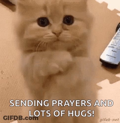 A Kitten Is Sitting On The Floor With Its Paws Folded In Front Of A Remote Control . GIF