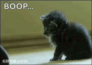 A Kitten Is Sitting On The Floor With The Word Boop Written On The Bottom . GIF