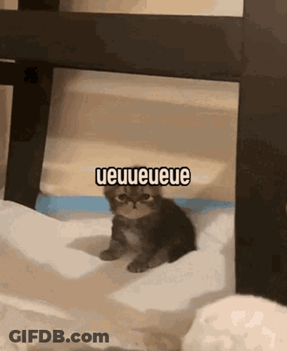 A Kitten Is Sitting Under A Table With The Words Ueueueuee Written Above It GIF