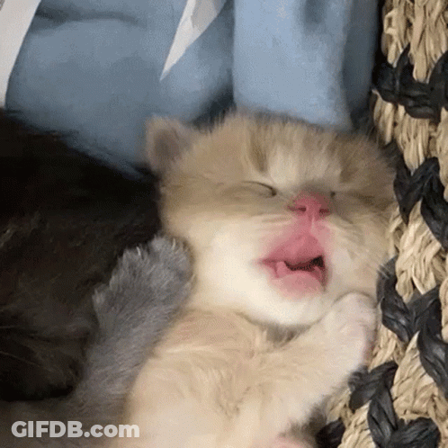 A Kitten Is Sleeping In A Basket With Its Mouth Open And Yawning . GIF