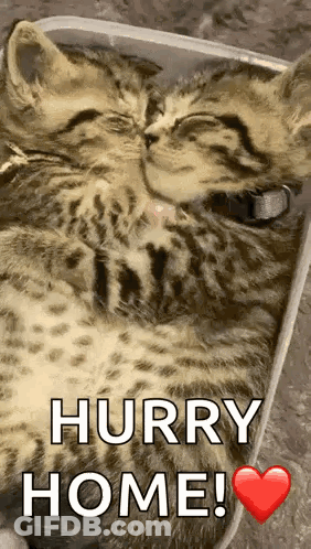 A Kitten Is Sleeping In A Box With The Words `` Hurry Home '' Written On It . GIF