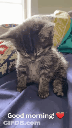 A Kitten Is Sleeping On A Bed With A Good Morning Message GIF