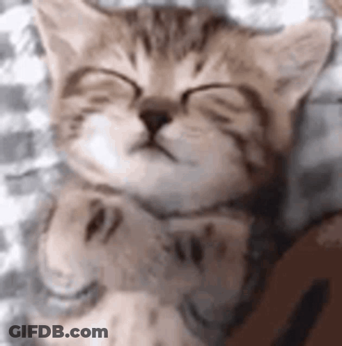 A Kitten Is Sleeping On A Bed With Its Eyes Closed And A Person Holding It . GIF