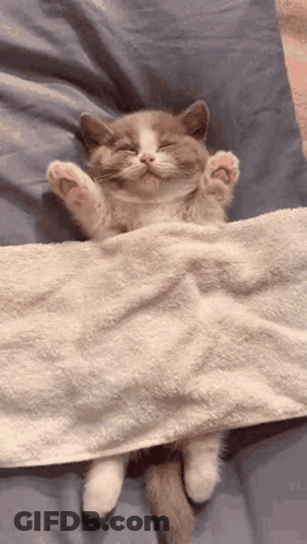 A Kitten Is Sleeping On A Bed With Its Eyes Closed GIF