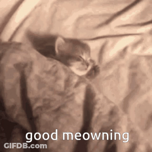 A Kitten Is Sleeping On A Bed With The Words " Good Meowning " Written Below It GIF