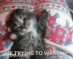 A Kitten Is Sleeping On A Bed With The Words `` Me Trying To Wake Up '' Written Below It . GIF