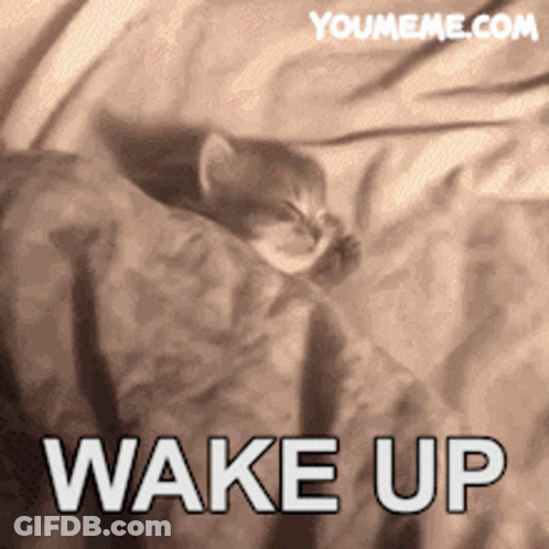 A Kitten Is Sleeping On A Bed With The Words Wake Up Below It GIF