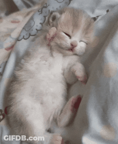 A Kitten Is Sleeping On A Blanket With Its Eyes Closed GIF
