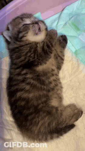 A Kitten Is Sleeping On Its Back On A Blanket GIF