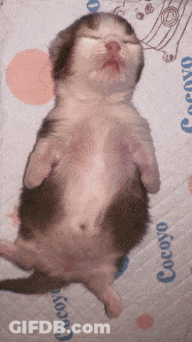 A Kitten Is Sleeping On Its Back On A Blanket With The Word Cocoyo On It GIF