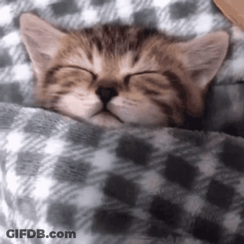 A Kitten Is Sleeping Under A Blanket On A Bed . GIF