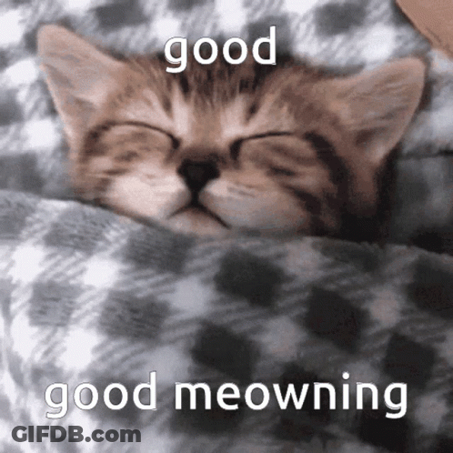 A Kitten Is Sleeping Under A Blanket With The Words Good Meowning Written Above It GIF