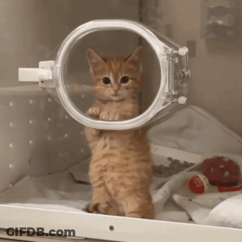 A Kitten Is Standing In A Clear Container GIF