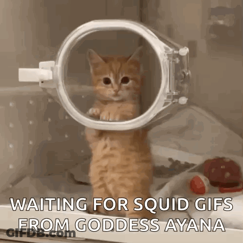 A Kitten Is Standing In A Plastic Ring Waiting For Squid Gifs From Goddess Ayana GIF