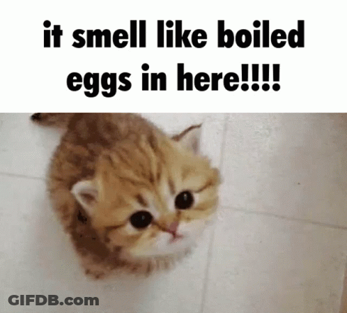 A Kitten Is Standing On A Tiled Floor With The Words " It Smell Like Boiled Eggs In Here !!! " GIF