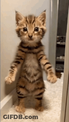 A Kitten Is Standing On Its Hind Legs And Looking At The Camera GIF