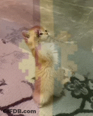 A Kitten Is Standing On Its Hind Legs And Looking Up GIF