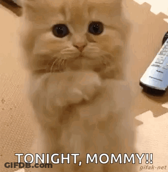 A Kitten Is Standing On Its Hind Legs And Saying Tonight , Mommy . GIF