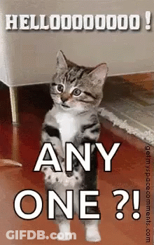A Kitten Is Standing On Its Hind Legs And Says `` Any One ? '' . GIF
