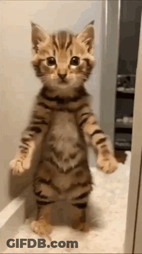 A Kitten Is Standing On Its Hind Legs In Front Of A Door . GIF