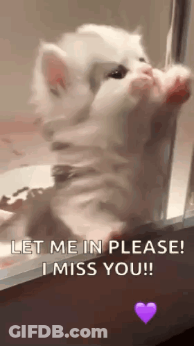 A Kitten Is Standing On Its Hind Legs In Front Of A Glass Door . GIF