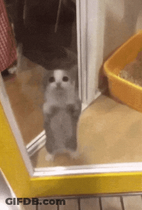 A Kitten Is Standing On Its Hind Legs In Front Of A Yellow Box . GIF