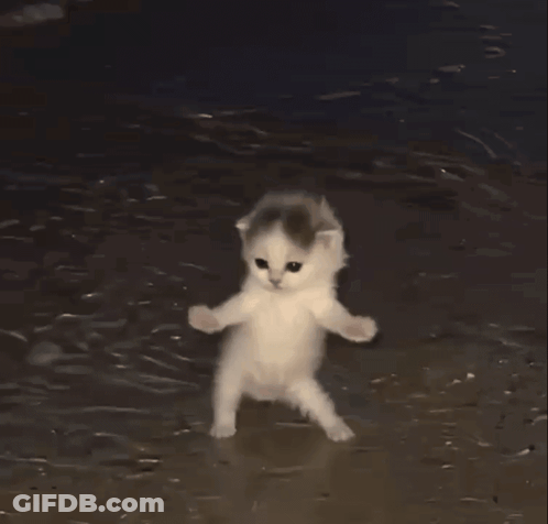 A Kitten Is Standing On Its Hind Legs In The Water GIF