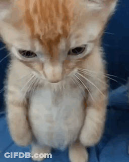 A Kitten Is Standing On Its Hind Legs Looking At The Camera GIF