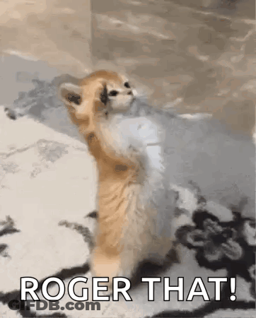 A Kitten Is Standing On Its Hind Legs On A Blanket With The Words `` Roger That '' Written Above It . GIF