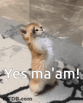 A Kitten Is Standing On Its Hind Legs On A Rug And Saying Yes Ma 'Am ! GIF