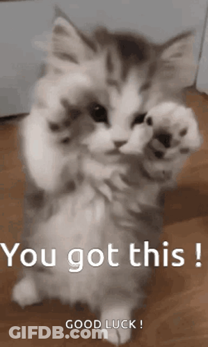 A Kitten Is Standing On Its Hind Legs On A Wooden Floor And Giving A High Five . GIF