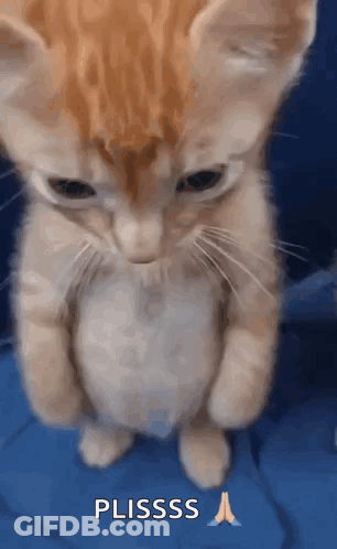 A Kitten Is Standing On Its Hind Legs With Its Paws Folded And The Word Plsss Written Below It GIF