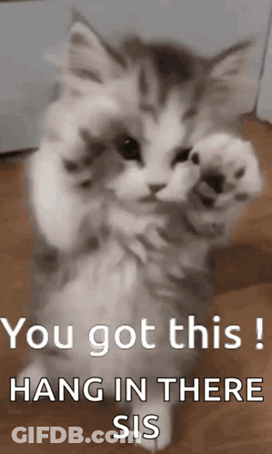 A Kitten Is Standing On Its Hind Legs With Its Paws Up And Says `` You Got This Hang In There Sis '' . GIF