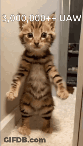A Kitten Is Standing On Its Hind Legs With The Words 300,000+ Uaw Written Above It GIF