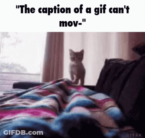 A Kitten Is Standing On Top Of A Bed With A Caption That Says `` The Caption Of A Gif Can 'T Move '' GIF