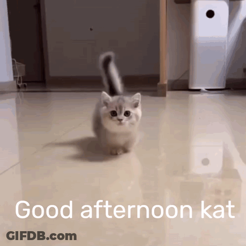 A Kitten Is Walking On A Tiled Floor With The Words Good Afternoon Kat Written On The Bottom GIF