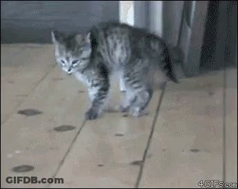 A Kitten Is Walking On A Wooden Floor With A 4Gifs.com Watermark At The Bottom GIF