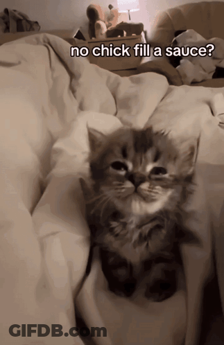 A Kitten Is Wrapped In A Blanket With The Caption No Chick Fill A Sauce GIF