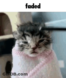 A Kitten Is Wrapped In A Pink Blanket And Has A Sad Look On His Face . GIF