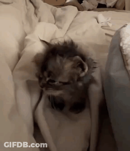 A Kitten Laying On A Bed With A White Blanket GIF