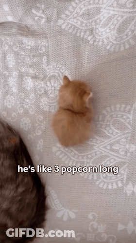 A Kitten Laying On A Bed With The Words He 'S Like 3 Popcorn Long GIF