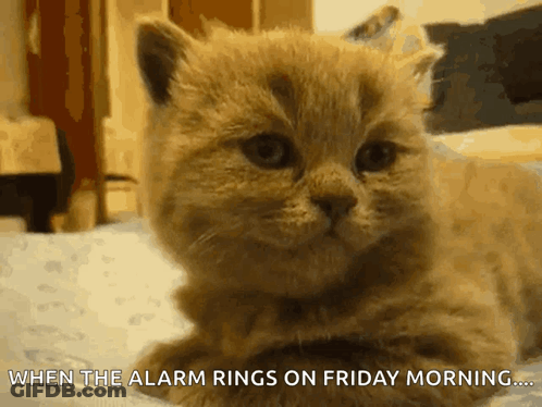 A Kitten Laying On A Bed With The Words " When The Alarm Rings On Friday Morning " Written Below It GIF