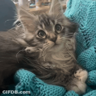 A Kitten Laying On A Blue Knitted Blanket GIF