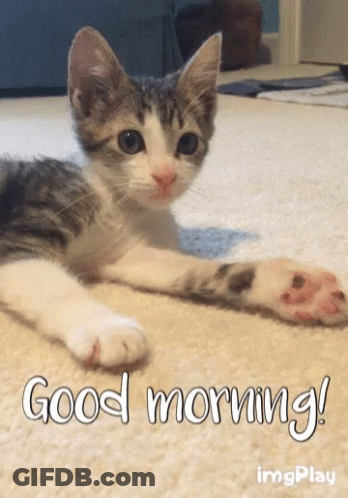 A Kitten Laying On A Carpet With The Words Good Morning Written Below It GIF