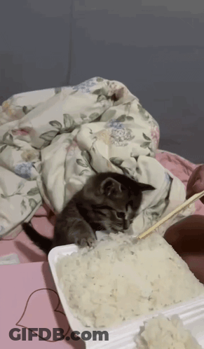 A Kitten Laying On A Pile Of Rice With Chopsticks GIF